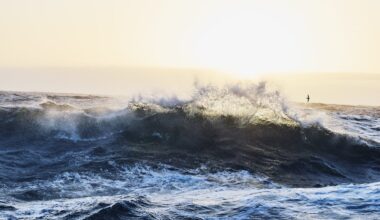 Falls in whale sightings, rare seabirds appearing – is something unusual happening in the Southern Ocean?