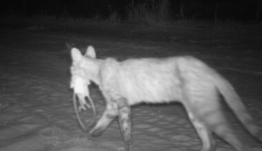 Feral cats likely kill far more Australian native animals than we thought: first DNA analysis