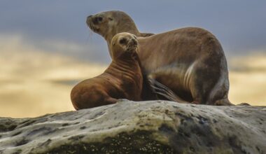 Bird flu decimated South America’s marine mammals. What can Australia do differently?