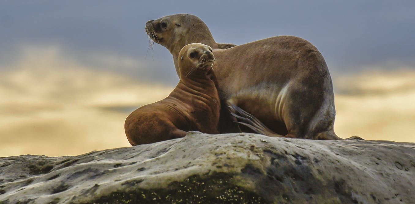 Bird flu decimated South America’s marine mammals. What can Australia do differently?