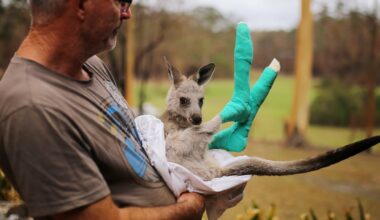Australia has long relied on volunteers and wildlife carers. As bird flu spreads, they will need support