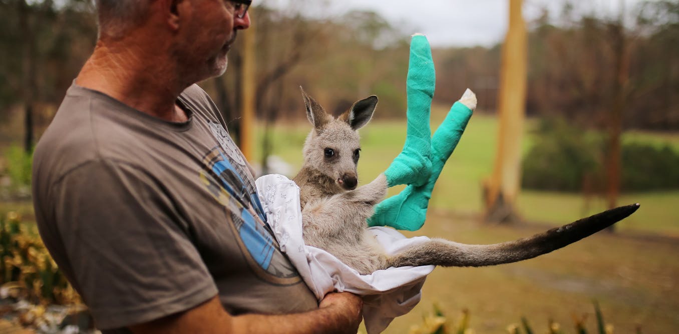Australia has long relied on volunteers and wildlife carers. As bird flu spreads, they will need support