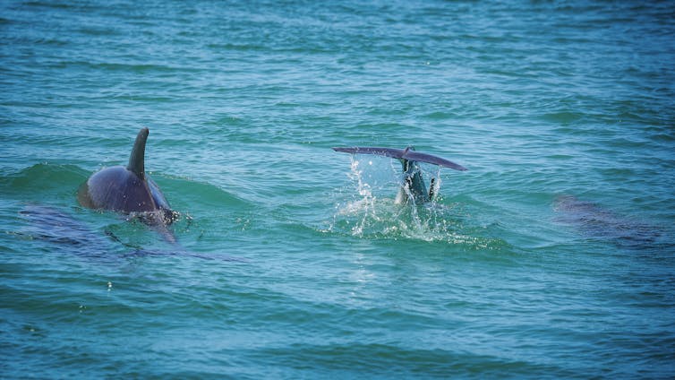 Two dolphins swim in the ocean.