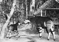 Parent and baby okapis in a zoo