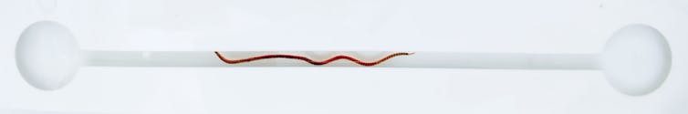A diagram showing a narrow channel with a filament moving through it