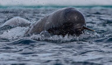 Narwhals are helping scientists map warm water hidden in Greenland’s fjords