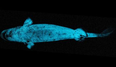Sharks With Headlights: Glowing Sharks Use Their Own Shine to Hunt Prey, New Evidence Suggests : ScienceAlert