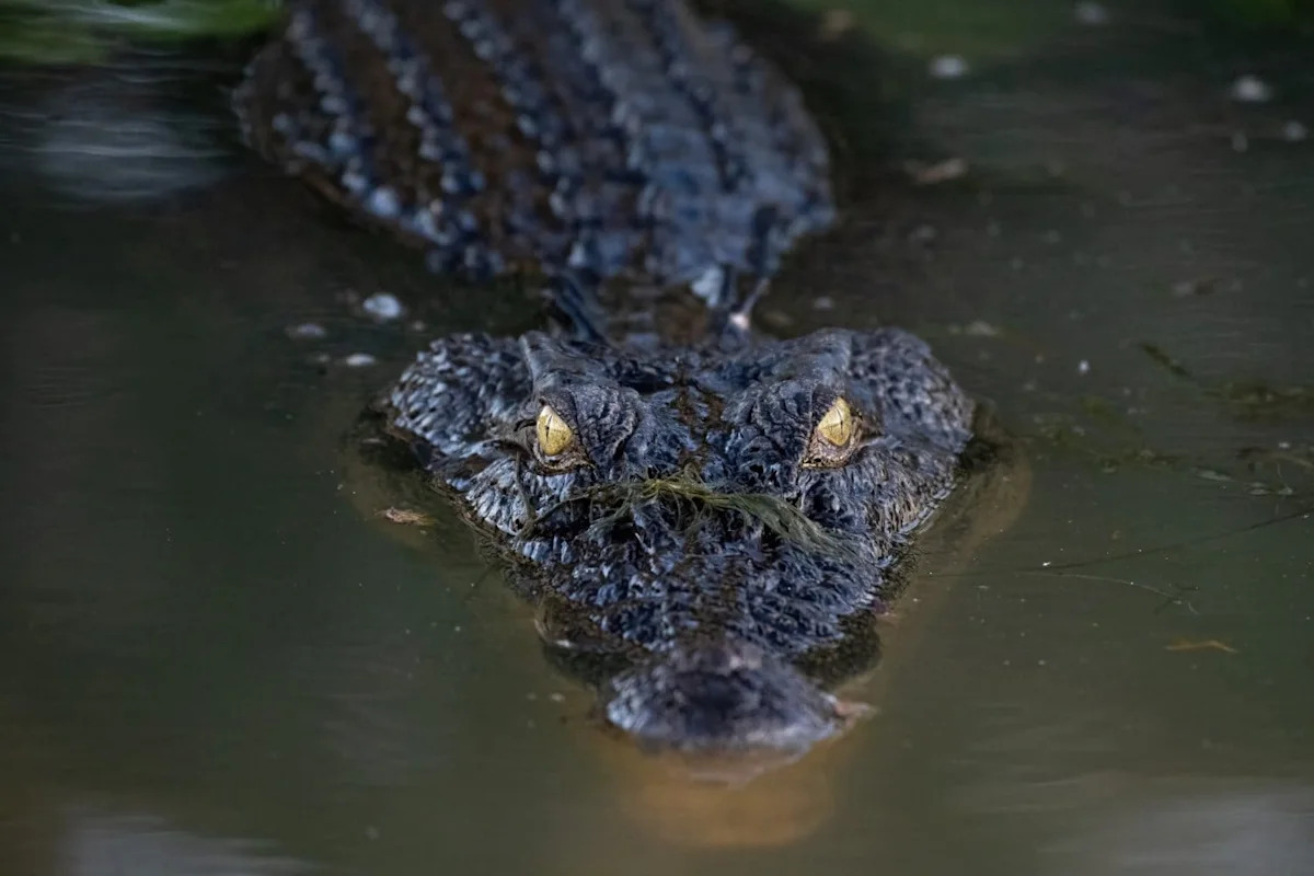 Meet the Biggest Saltwater Crocodile Known to Science