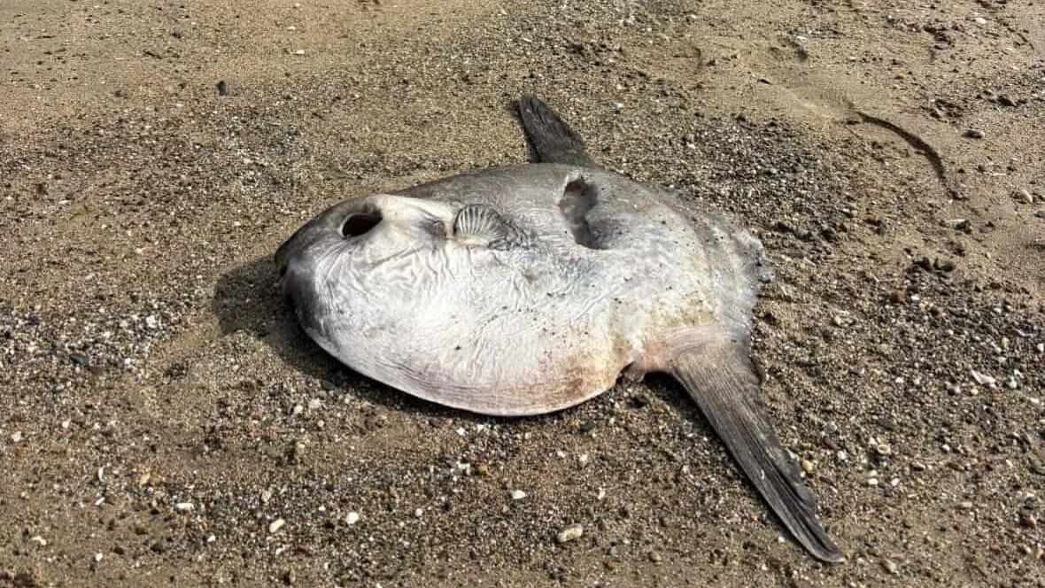 Ocean sunfish washes up on popular beach