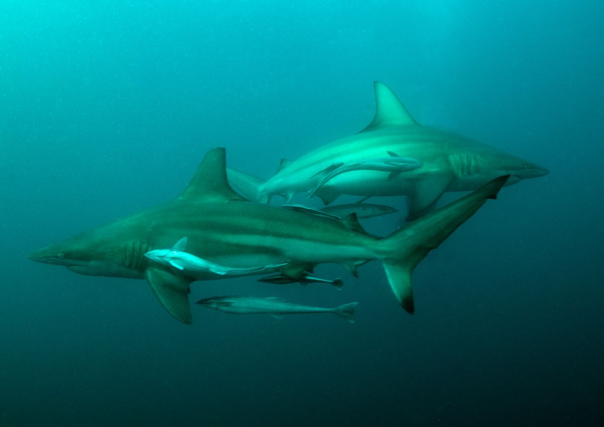 The influencers getting bitten while chasing the perfect shark shot