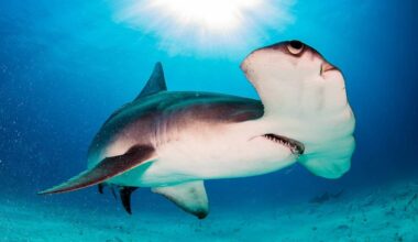 Watch a Hammerhead Hunt a Tarpon Feet from Key West Tourists