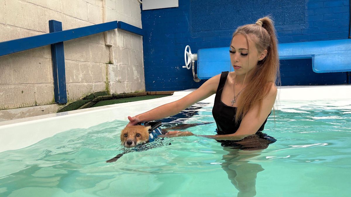 Hydrotherapy pool helps injured fox cub to recover