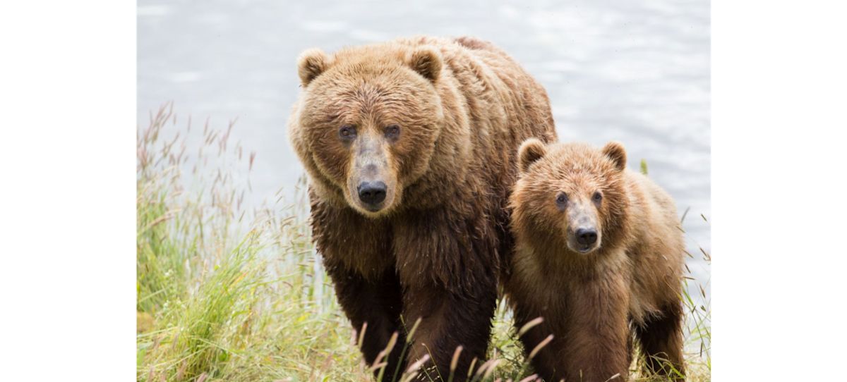 Alaskan community rocked after state kills mama brown bear, 3 cubs