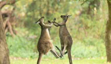 Who Knew Kangaroos Could Throw Hands? Watch These Two Get Into a Boxing Match Down Under