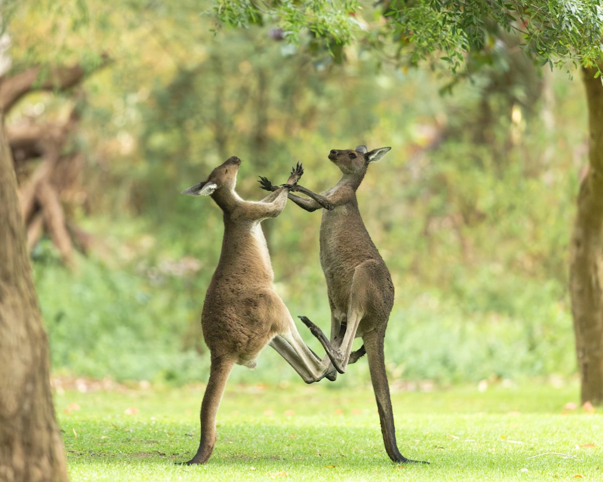 Who Knew Kangaroos Could Throw Hands? Watch These Two Get Into a Boxing Match Down Under