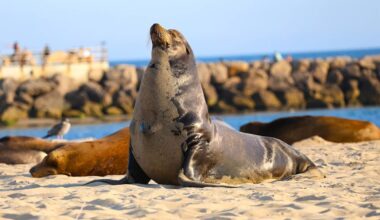 Man Sings to Sea Lion, and His Tender Reaction Is Melting Hearts