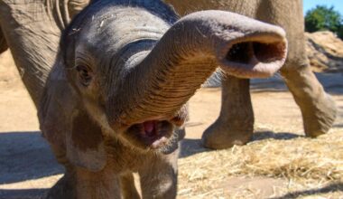 This Baby Elephant Frisking Her Handler for Snacks Is a Whole Vibe