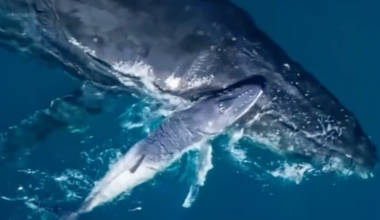 Rare footage of humpback whale birth captured on drone video: "A remarkable moment"