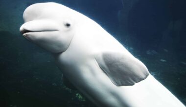 Operation Beluga -- or how a Soviet ice breaker played music to thousands of ice-trapped whales to save them from starving