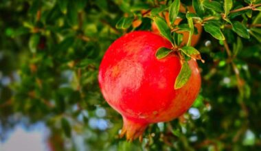 Natural Postbiotic Compound Shows Promise against Hard-to-Treat Heart Failure