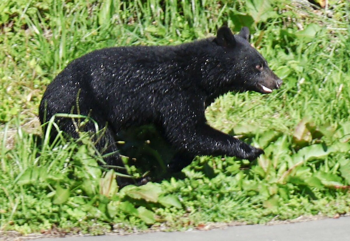 Foreign tourist attacked by bear near Lake Towada in northeastern Japan