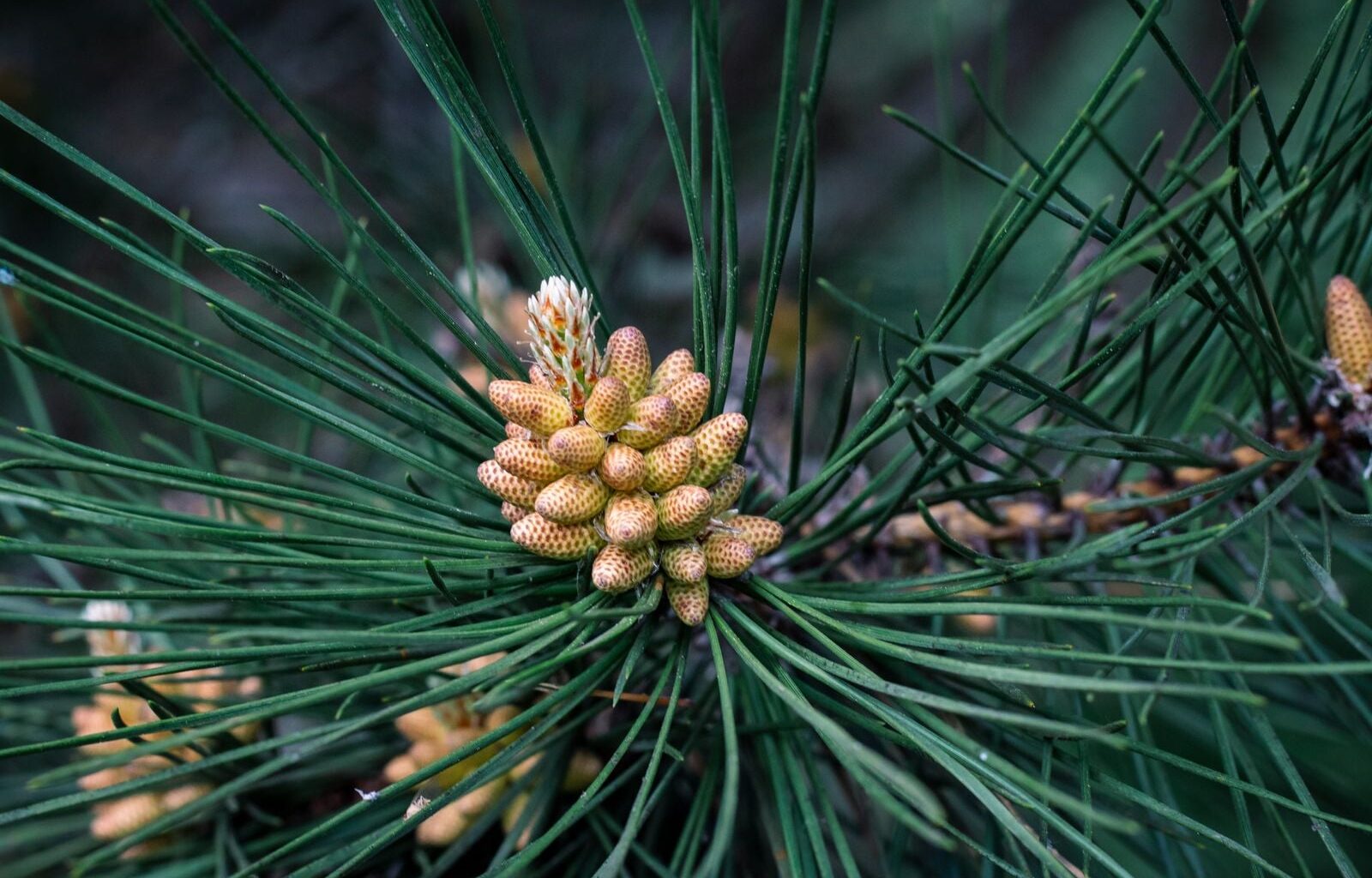 In 1994, a bushwalker rappelling into a sandstone canyon 150 kilometres from Sydney found a stand of trees with waxy bubbled bark that matched fossils 90 million years old, and the Wollemi pine turned out to be a species everyone had assumed died with the dinosaurs