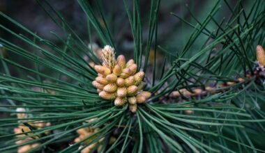 In 1994, a bushwalker rappelling into a sandstone canyon 150 kilometres from Sydney found a stand of trees with waxy bubbled bark that matched fossils 90 million years old, and the Wollemi pine turned out to be a species everyone had assumed died with the dinosaurs