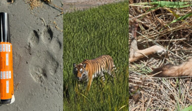 Reintroduced Tiger Shows Early Signs of Successful Adaptation in Kazakhstan