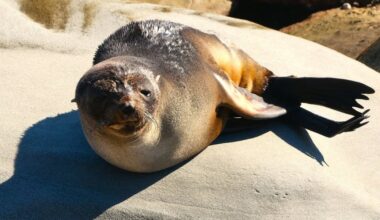 Injured seal continues recovery along Newcastle coastline