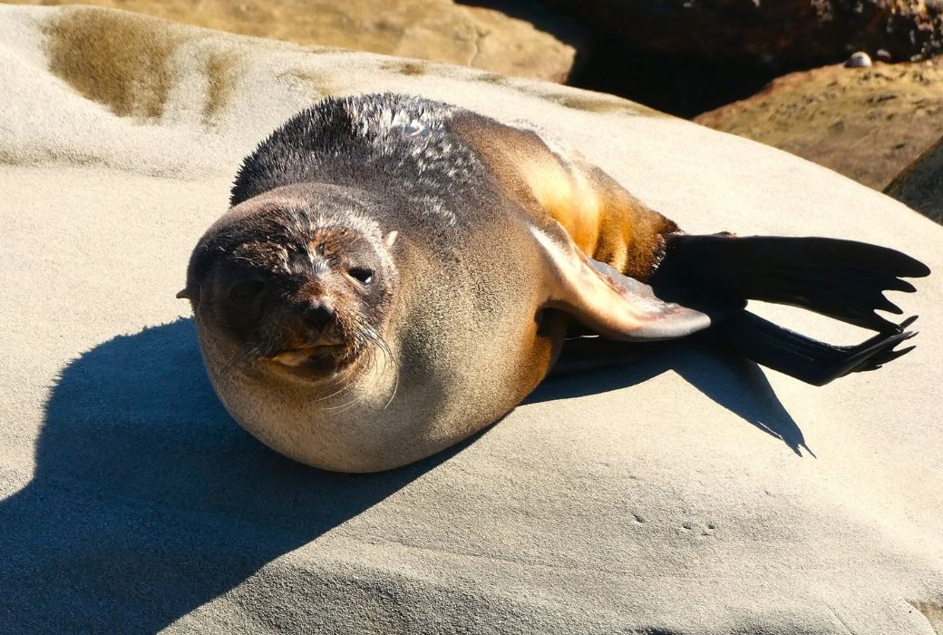 Injured seal continues recovery along Newcastle coastline