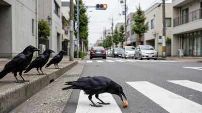Japanese Carrion crows have found a clever way to crack hard walnuts, turning passing cars into their own nutcrackers