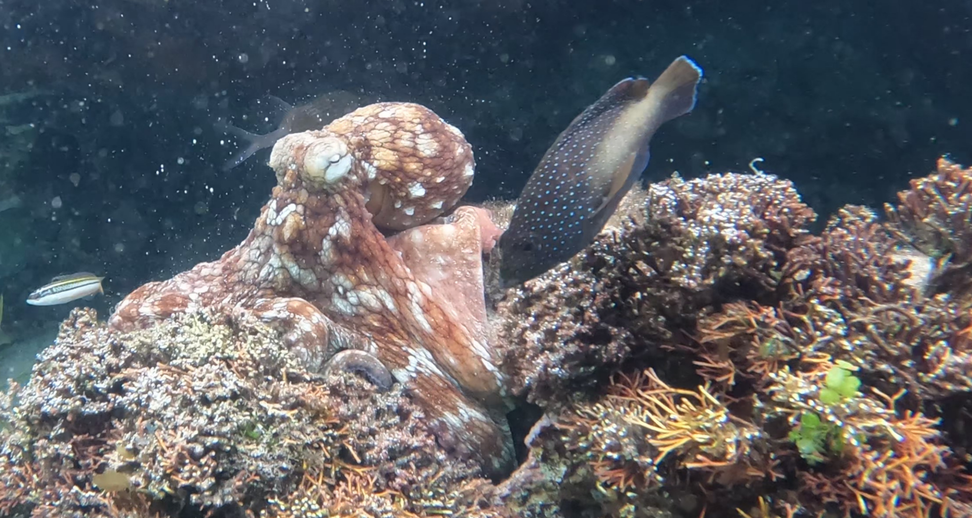 Young wild octopuses may form a 'fight club' and slap territorial fish if they get too close