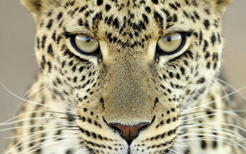 Leopards Eating Your Face Party is Hungry