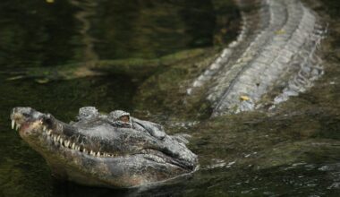 Researchers have documented mugger crocodiles and American alligators positioning sticks and twigs on or around their snouts during birds’ nesting season — apparently using the sought-after nesting material as bait to lure birds within striking distance.