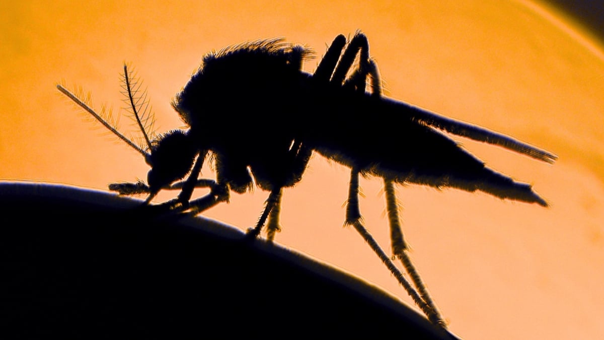 mosquito biting someone, silhouette