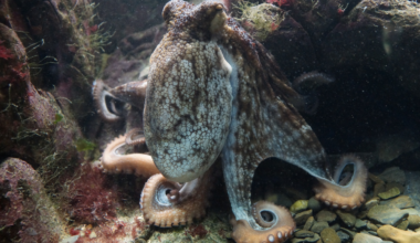 Footage from the Red Sea shows octopuses hunting side by side with fish — and when a fish partner hangs back instead of flushing prey out on cue, the octopus has been filmed punching it with an extended arm, sometimes for no food reward at all