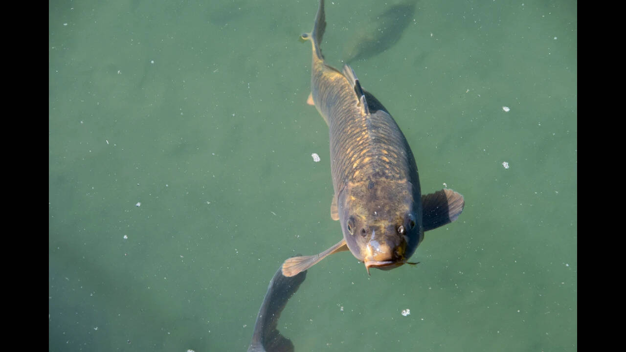 Once introduced, common carp are notoriously difficult and expensive to remove from a water body. Image Credits: Pexels