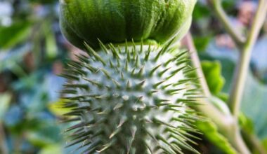 Datura Health Uses: Can This Toxic Plant Have Medicinal Benefits?