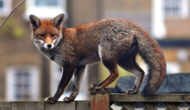 Extreme evolution: The animals evolving at super speed to survive