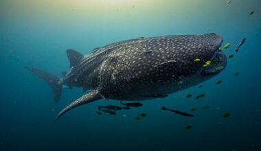 A rare baby sighting could reveal where life begins for world's largest sharks
