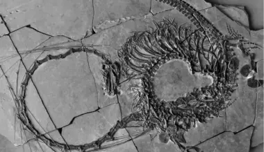 *Dinocephalosaurus orientalis*