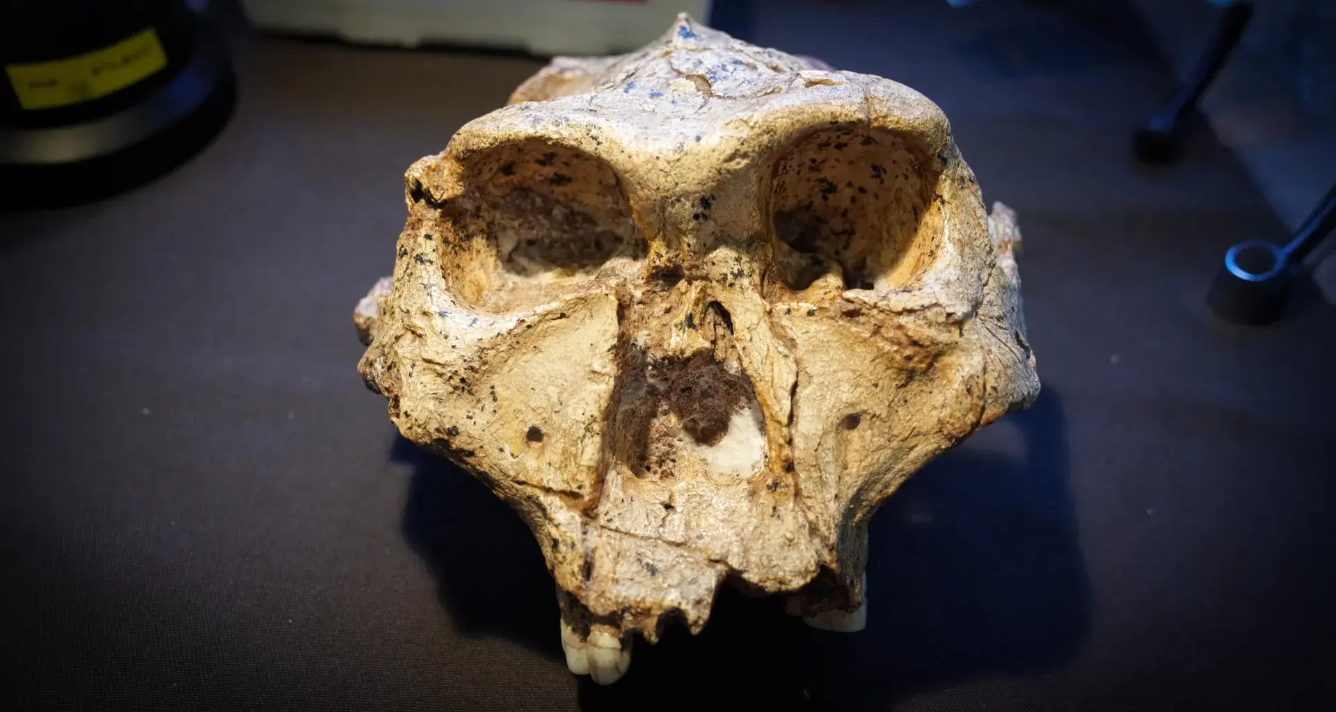 Scientists say the human family tree may need a major rewrite