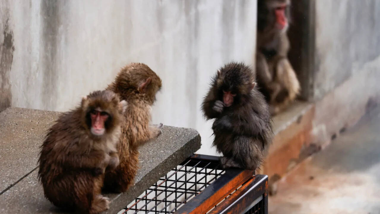 Punch, a Japanese macaque known for clinging to a stuffed orangutan, interacts with other monkeys at Ichikawa City Zoo in Ichikawa, Chiba Prefecture, Japan, March 26, 2026. REUTERS/Manami Yamada Punch turns 1
