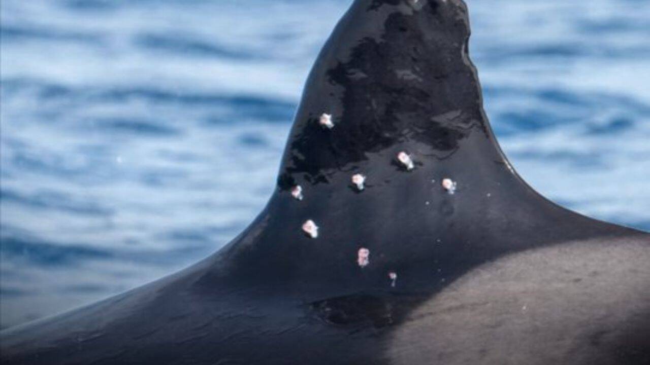 At least two or three projectiles appear to have passed straight through the fin, while others may still be lodged inside, according to the group. Rare Iberian orca was filmed swimming with wounds to its dorsal fin<br>