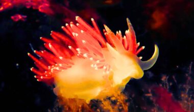 Interesting link between this red sea slug and the 2026 World Cup