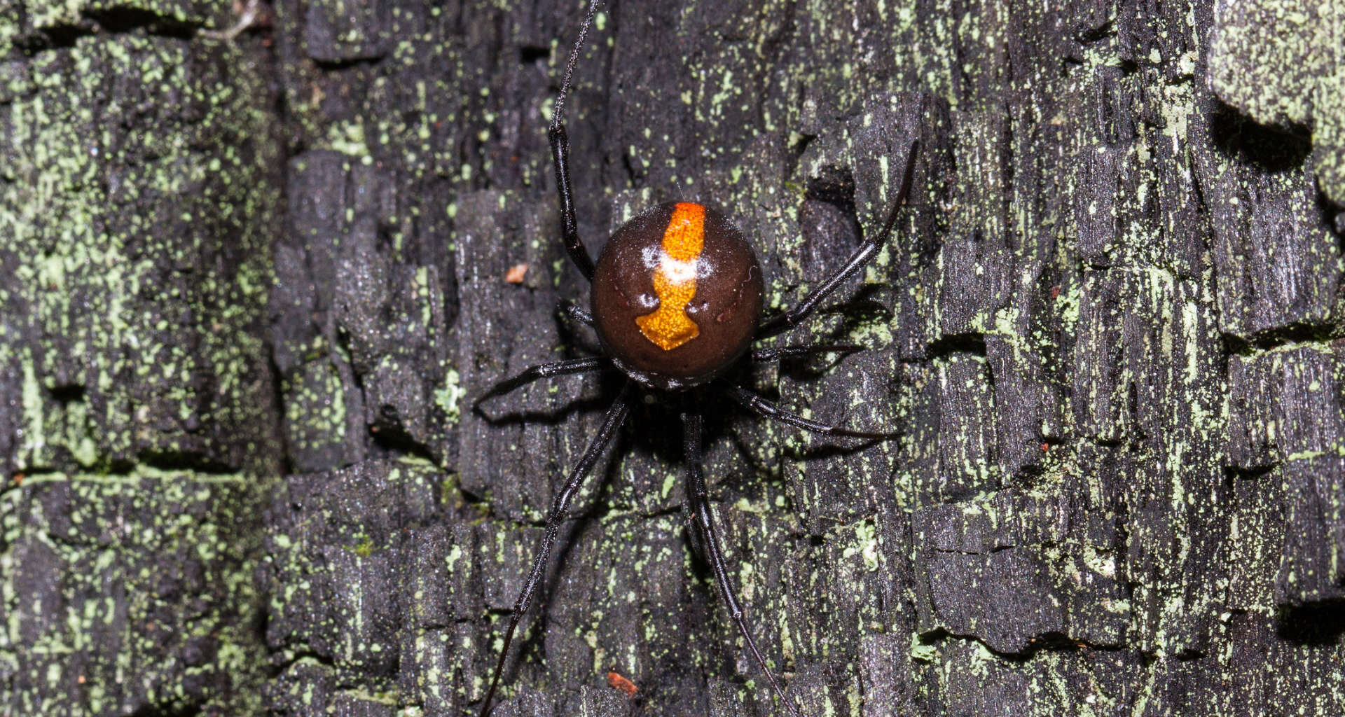 An Australian redback spider.