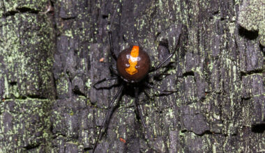 An Australian redback spider.