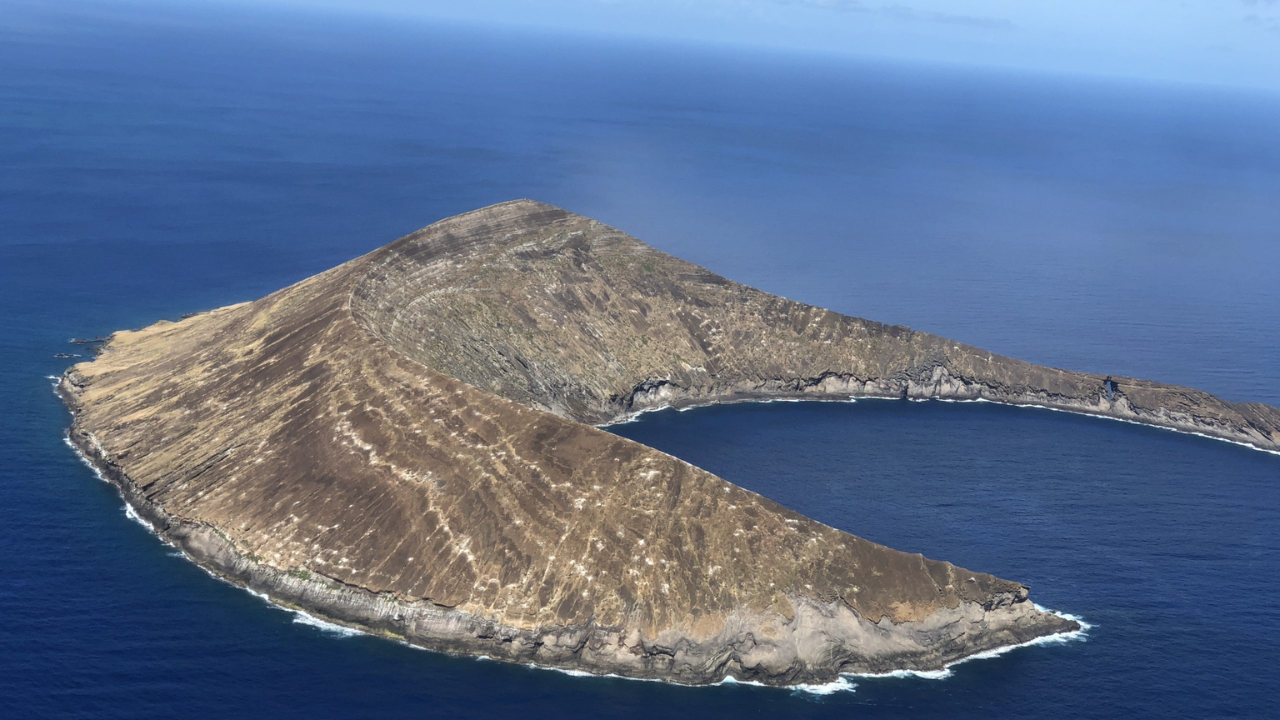 Restoring an island without adding another predator (Image Patrick Chee/ Department of Land and Natural Resources) Restoring an island without adding another predator (Image Patrick Chee/ Department of Land and Natural Resources)<br>