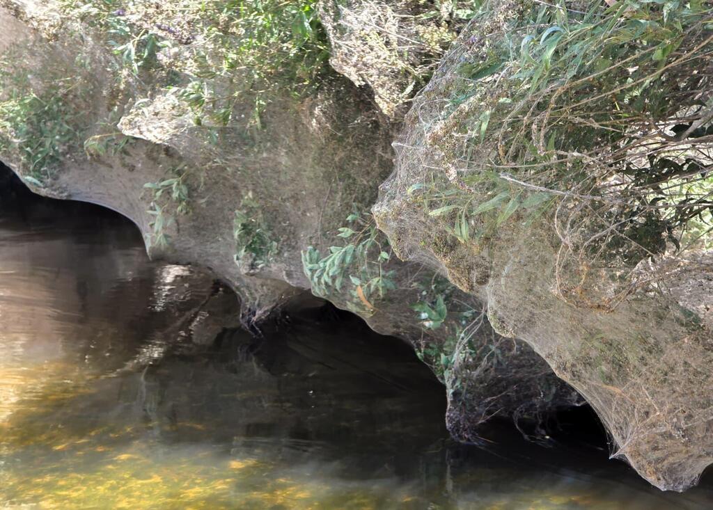Spider webs, up close (Photo: Yehiyam Dahan/Israel Nature and Parks Authority) קורי עכביש, מבט מקרוב