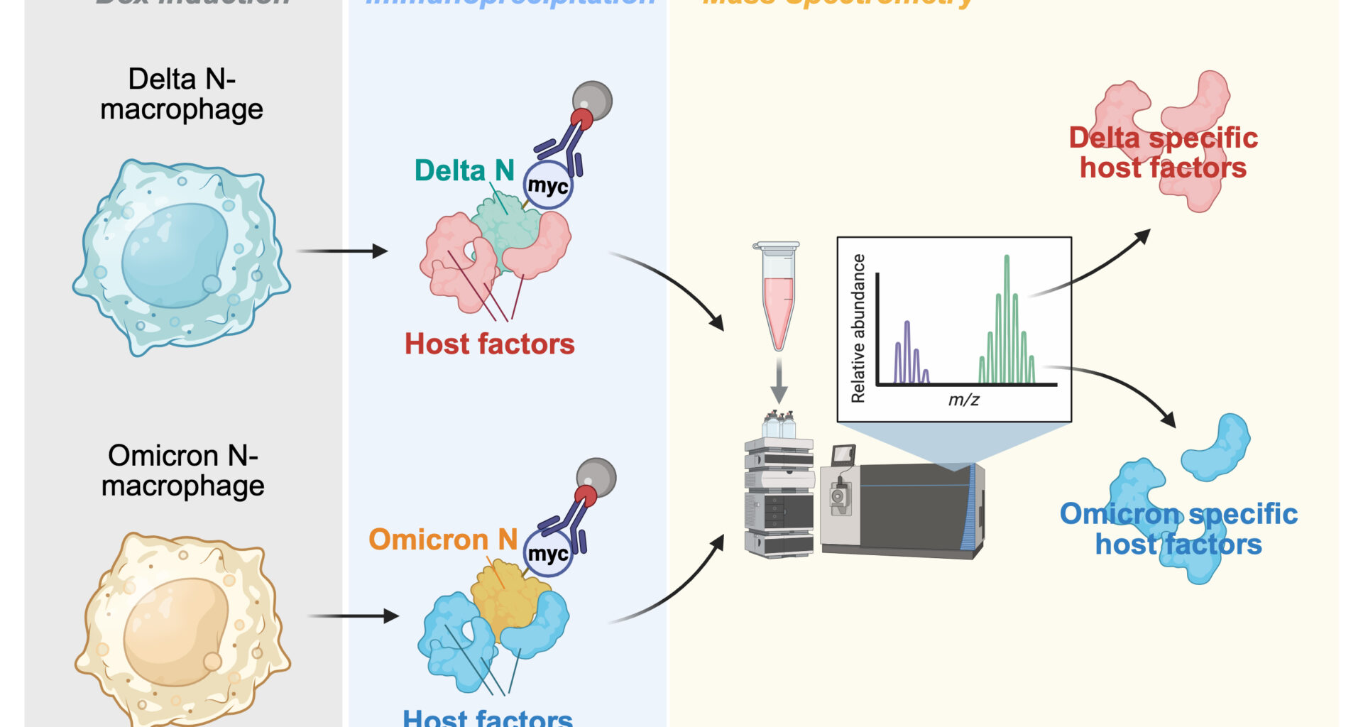 Comparison of SARS-CoV-2 Delta and Omicron responses in macrophages. Delta N-expressing and Omicron N-expressing macrophages undergo immunoprecipitation. Resulting protein complexes, analyzed by mass spectrometry, reveal variant-specific host factors.